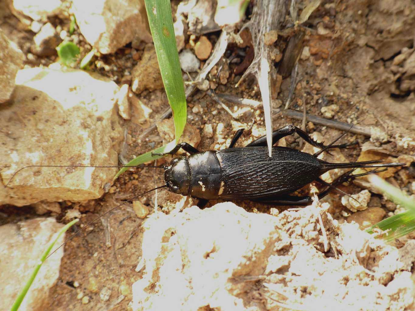 Gryllus bimaculatus a Santa Severa